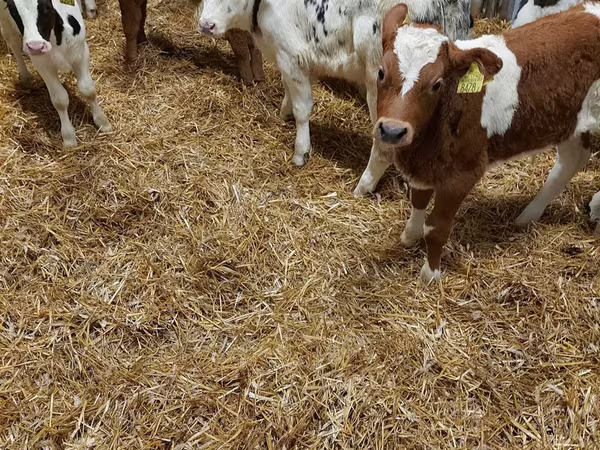 Toro, Vaca Limousin