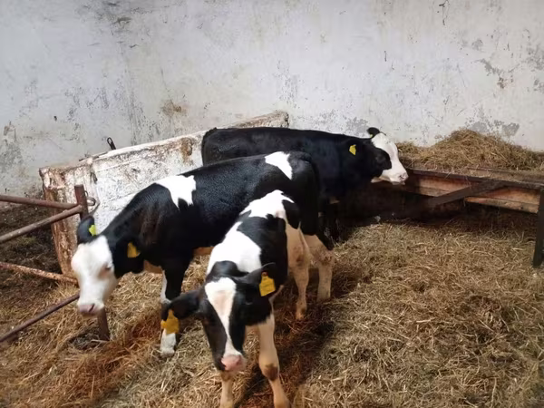 Kuh, Russian Black pied cattle