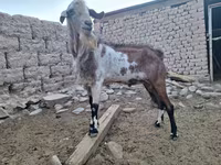 Ziege, Nubian Goat — Foto 3