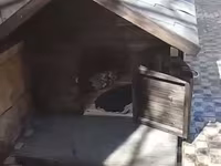 İsti pol ilə it evi - Material: möhkəm taxta konstruksiya, ikiqat — Foto 1