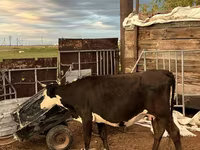 بقرة, Latvian Blue cattle — الصورة 7