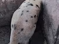 Sow, Pigs — photo 2