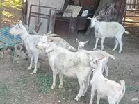 عنزة, Dutch Landrace goats — الصورة 2