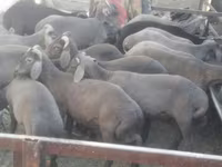 Qoç, Arabi sheep — foto 1