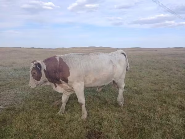 Bulle, Simmental cattle