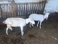 Cabra, Cabras — foto 3