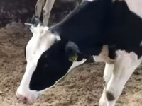 Bulle, Holstein-Rasse — Foto 7