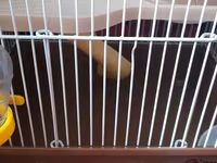 Hamster qəfəsi və aksesuar dəsti - Kiçik gəmiricilər üçün iki — 照片 5