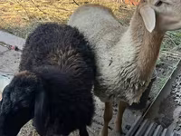 Ram, Hissar sheep — photo 2