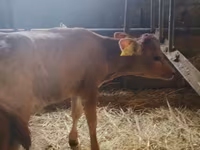Kuh, Holstein-Rasse — Foto 3