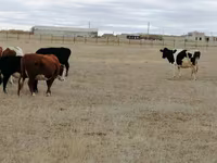 Vaca, Swiss cattle — foto 3