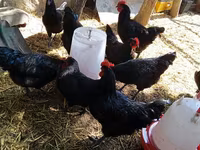 Chickens — foto 4