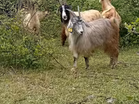 Ziegenbock, Ziegen — Foto 5
