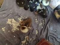 Ducks — الصورة 2