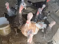 Turkeys — фото 1