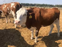 Vaca, Raza Holstein — foto 1