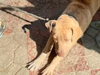 8 ayliq pitbull qiymet 100 razlasmq olar — 照片 3