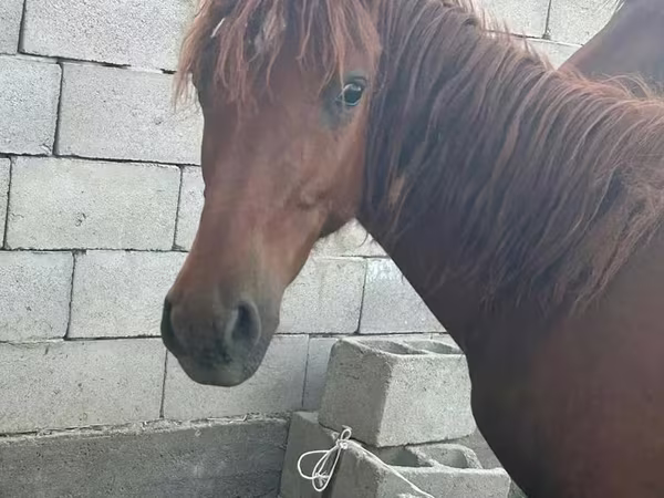 Hengst, Arabian horse