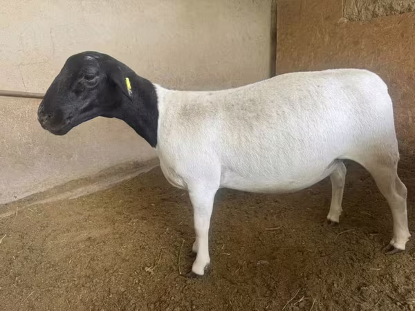 Schaf, Dorper sheep