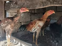 Chickens — 2-rasm