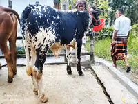 Bull, Cattle — photo 3