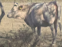 Kuh, Latvian Blue cattle — Foto 1