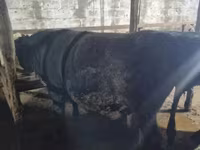 公牛, Cattle — 照片 6