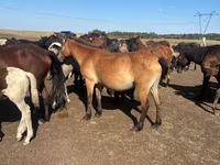 Yegua, Horse breed — foto 1