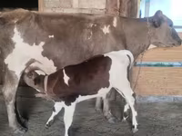 بقرة, Latvian Blue cattle — الصورة 7