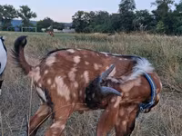 تيس, Nubian Goat — الصورة 3
