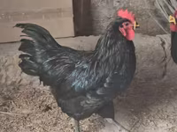 أوسترالورب — الصورة 6