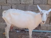 Коза, Saanen goat — фото 4