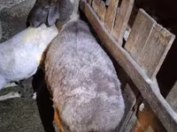 母羊, Adal sheep — 照片 3