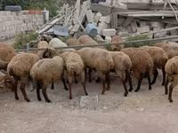 Qoyun, Qoyunlar — foto 3
