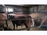 公牛, Cattle — 照片 1
