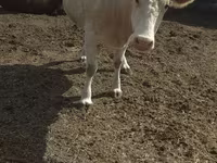 Vaca, Swiss cattle — foto 2