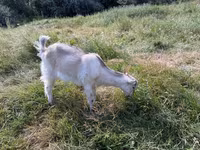母山羊, LaMancha goats — 照片 5