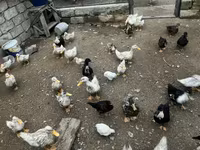 Ducks — photo 2