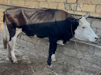 Vaca, Raza rojo-moteada — foto 2