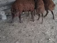 Widder, Schafe — Foto 2