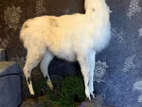 Чучела от лама продадим — 2-rasm