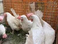 Leghorn — foto 3