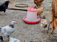 Chickens — 6-сурет