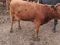 Vaca, Ganado vacuno — foto 1