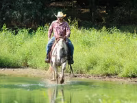 حصان, Appaloosa — الصورة 8