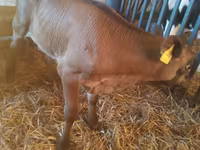 Buğa, Simmental cattle — foto 8