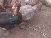 Ducks — الصورة 1