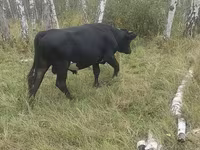 Bulle, Aberdeen-Angus — Foto 3
