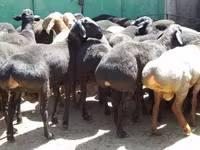 Ram, Sheep — photo 5