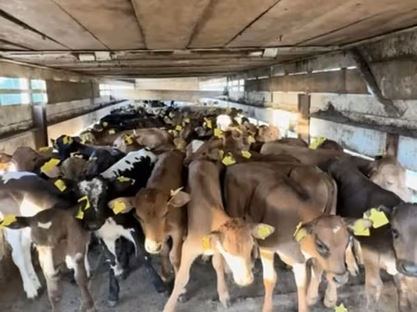 सांड, लाल-धब्बेदार नस्ल